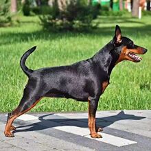 迷你宾莎(迷你杜宾)cku犬舍,小诺出品,必出精品!_阿里巴巴找货神器