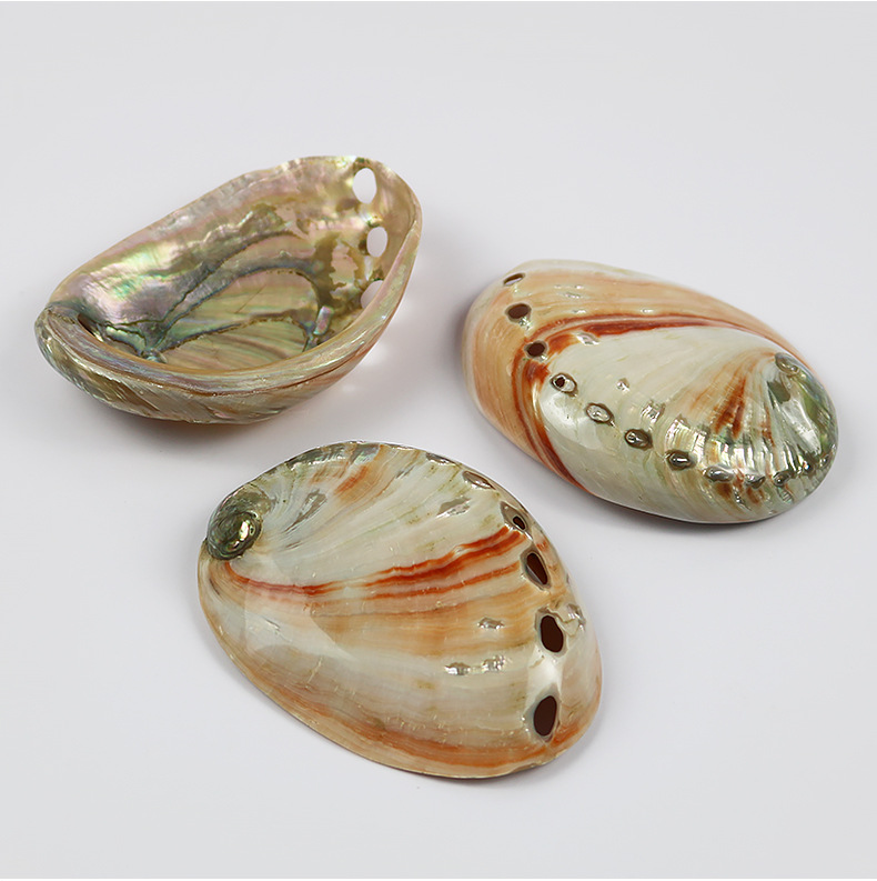 天然红花鲍鱼壳鱼缸造景水族箱装饰创意摆件海螺贝壳拍摄道具批发