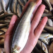 东北纯野生大柳根黑龙江特产冷水鱼柳根鲜活速冻真空加多冰袋一斤