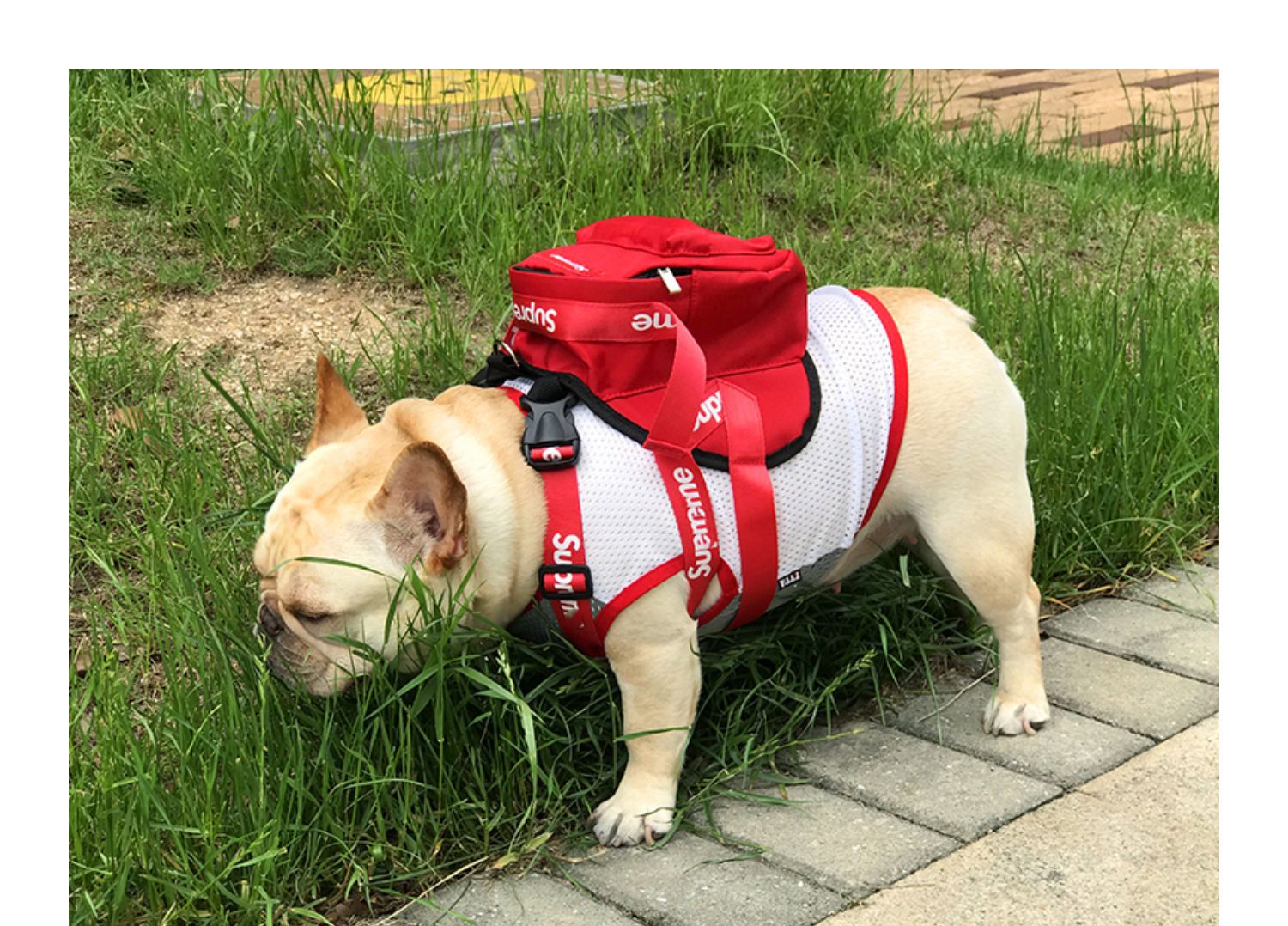 宠物潮牌狗狗背包自背包外出双肩包泰迪法斗金毛雪纳瑞off书包