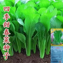 大叶春菜种子 子菜种籽青菜品种潮汕蔬菜种子菜籽芥菜四季春