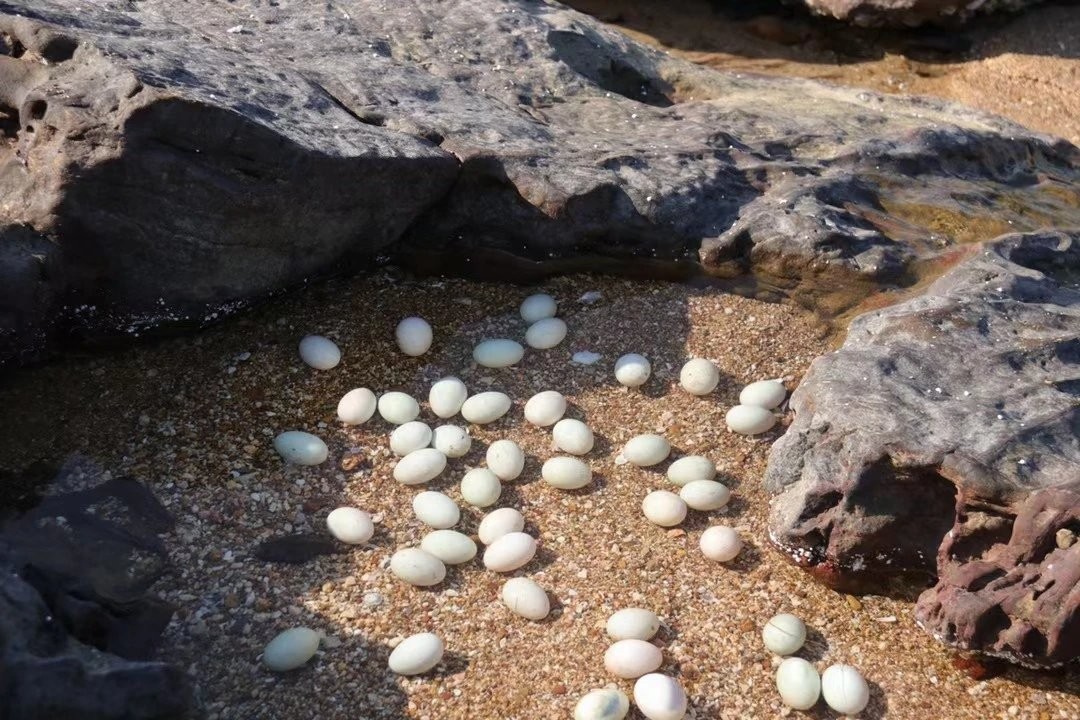 北部湾新鲜现捡海鸭蛋无饲料吃小鱼小虾长大生鸭蛋红心蛋20枚包邮