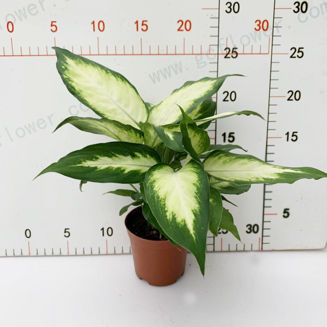 粉黛万年青银皇后花叶小盆栽花卉室内净化空气吸甲醛桌面植物包邮