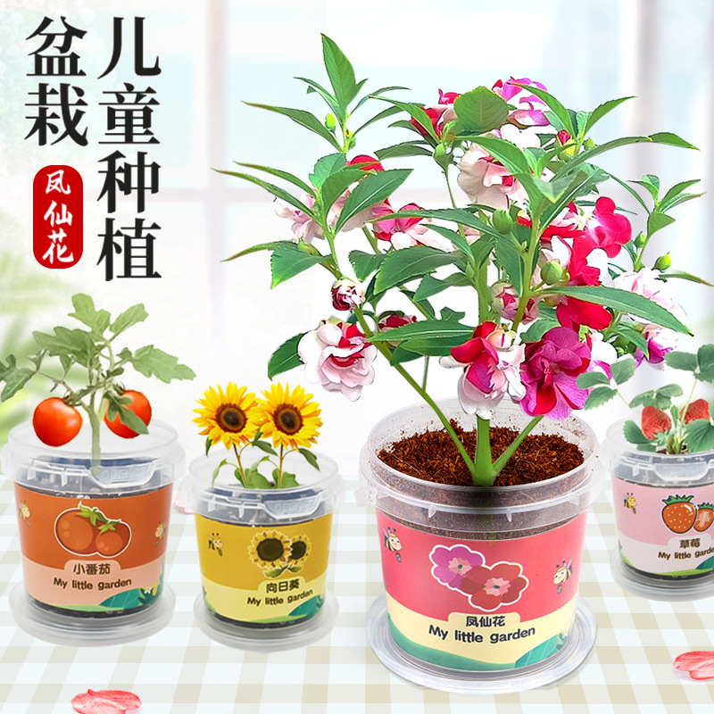 儿童种植小盆栽幼儿园小学生迷你创意盆栽种植观察植物