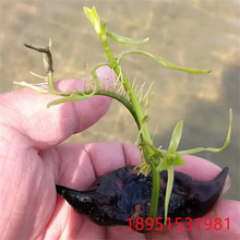 老菱角种子苗池塘水生植物菱角苗种植青菱角种子四季蔬菜红菱角苗