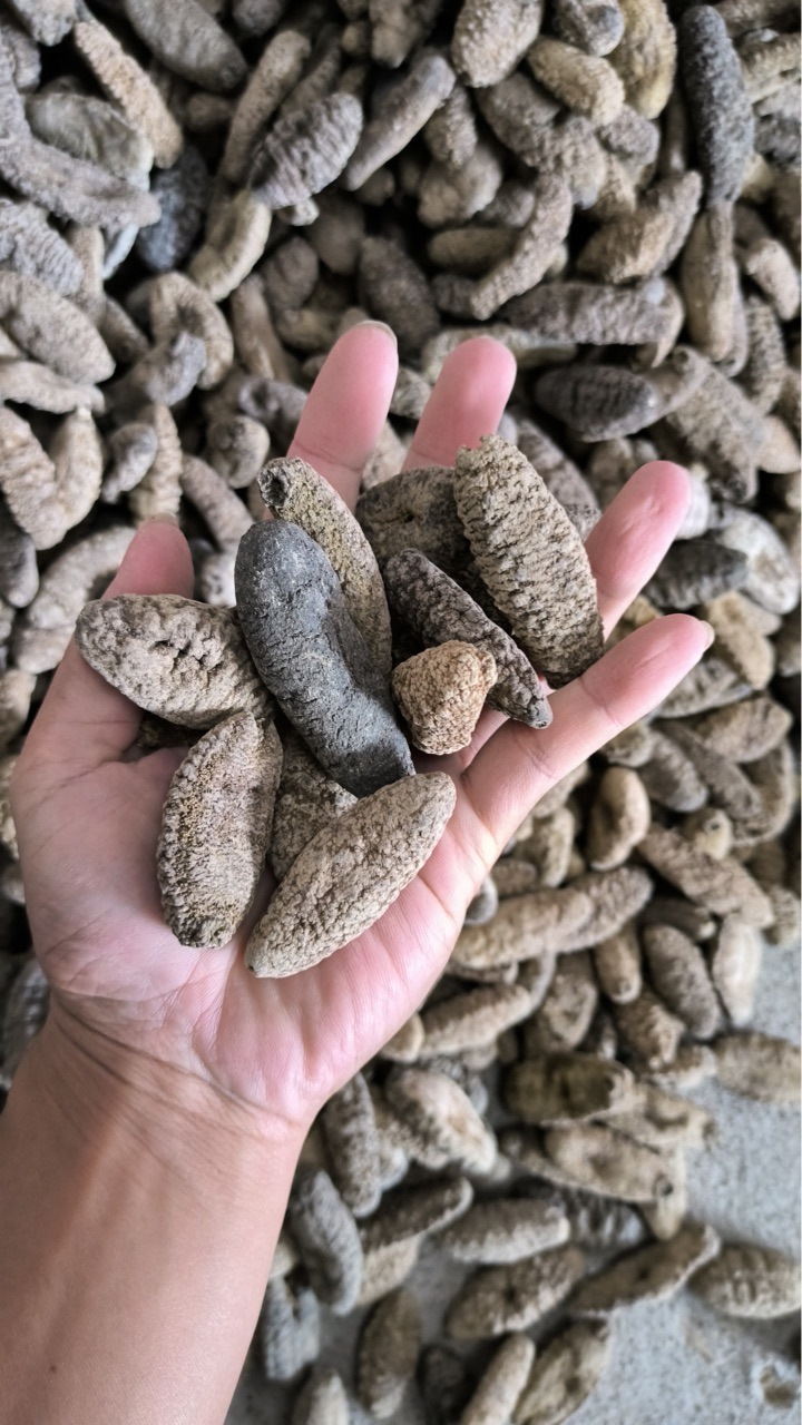 新几内亚靴参干货溪参干货肉靴参肉参龟参干货海参干货-阿里巴巴