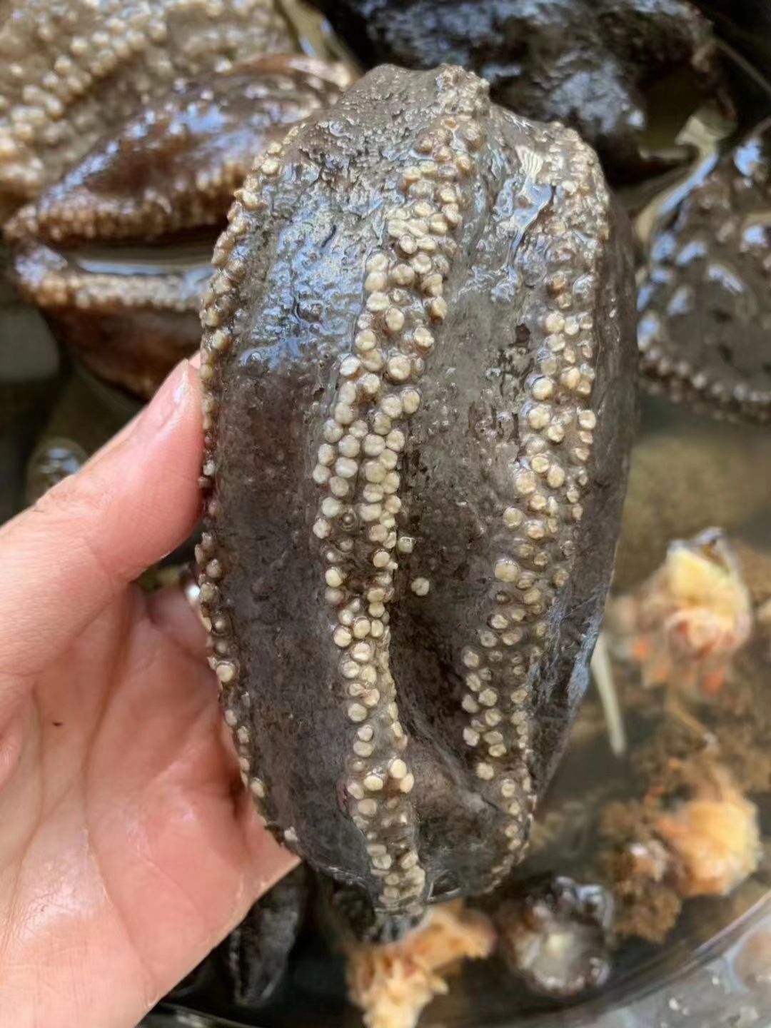 产地直供 俄罗斯海参皮淡干野生水产干货500g 俄罗斯去筋有筋参皮