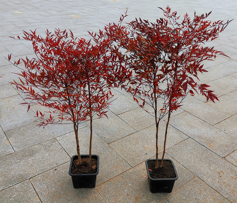 南天竹盆景老桩火焰南天竺盆栽树苗年宵花卉耐寒耐旱植物红色枝叶