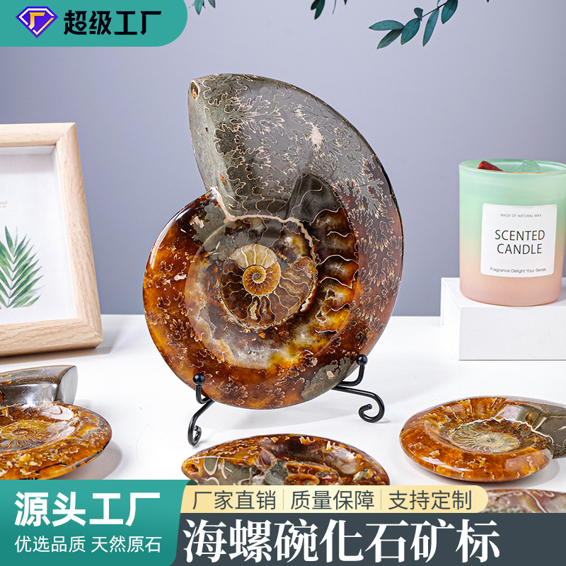 天然鹦鹉螺化石摆件马达加斯加海螺化石原石矿物标本客厅装饰摆件