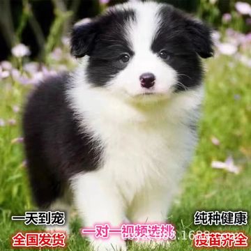 纯种边境牧羊犬幼犬活体出售赛级双血统边牧幼犬三通七白宠物边牧