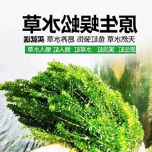 包邮水草套餐 好养耐活真水草植物绿菊大叶绿九冠鱼缸水草造景