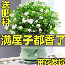 茉莉花盆栽重瓣花苗浓香型带花苞好养室内阳台观花植物四季开花卉