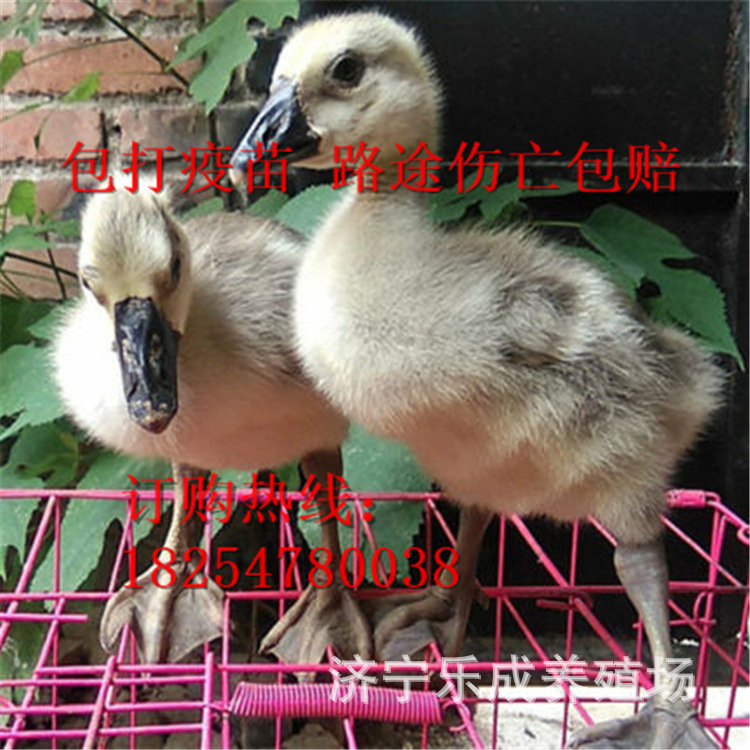朗德鹅大种狮头鹅苗脱温幼苗成活禽类狮头鹅苗多少钱一只纯雁鹅