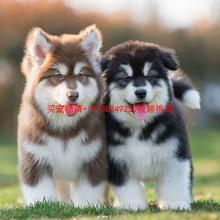 纯种阿拉斯加雪橇犬幼犬活体熊版阿拉斯加黑白灰桃脸大型犬宠物狗
