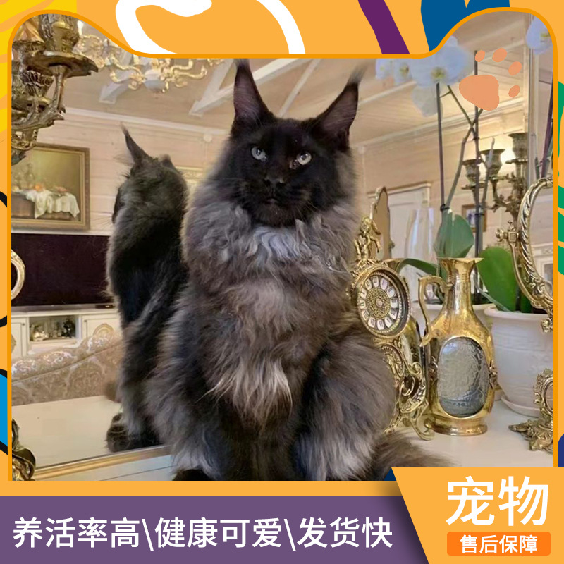 猫咪活体缅因猫幼猫活体英短蓝猫活体俄罗斯蓝猫活体美短虎斑猫咪
