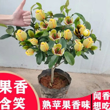 一件代发含笑花苗盆栽耐寒植物庭院地栽四季常青浓香型含笑花树苗