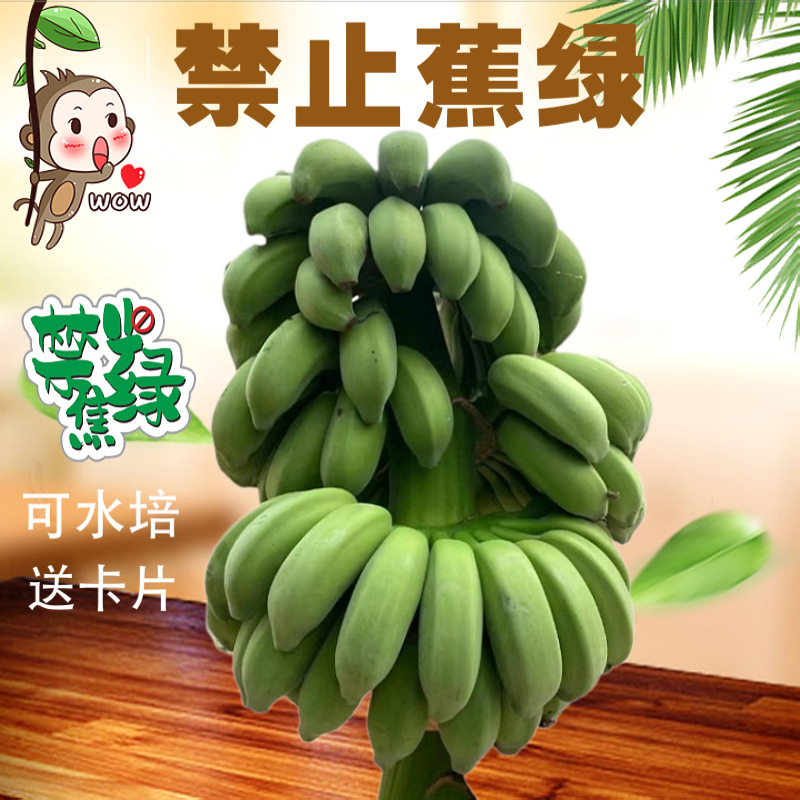 【禁止蕉绿香蕉】水培绿植小米蕉苹果蕉拒绝蕉绿水果直发一件代发
