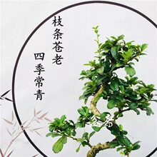 树桩四季常青茶福建小叶白蜡盆景榆树开花结果老桩植物雀梅造型