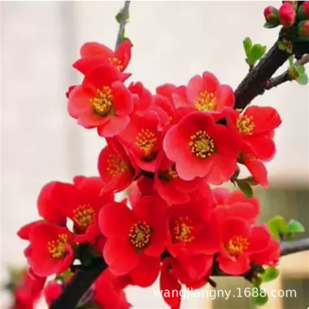 基地直销四季海棠花盆栽地栽树苗重瓣盆景植物室内外庭院花卉植物