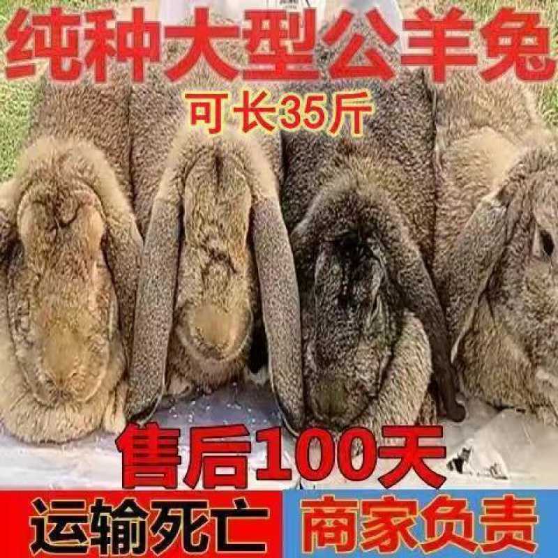 纯种公羊兔活物巨兔苗大型兔子肉兔苗家养兔活苗可长35斤