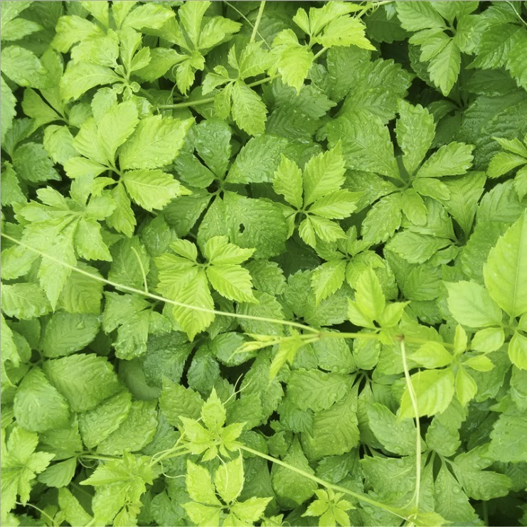 绞股蓝茶500g新七叶特级胶股蓝非平利龙须茶里予生中药材官方