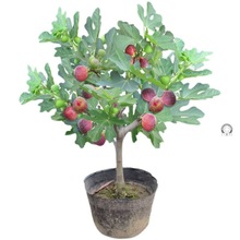 无花果树苗波姬红矮化盆栽地栽南方北方种植当年结果特大无花果树