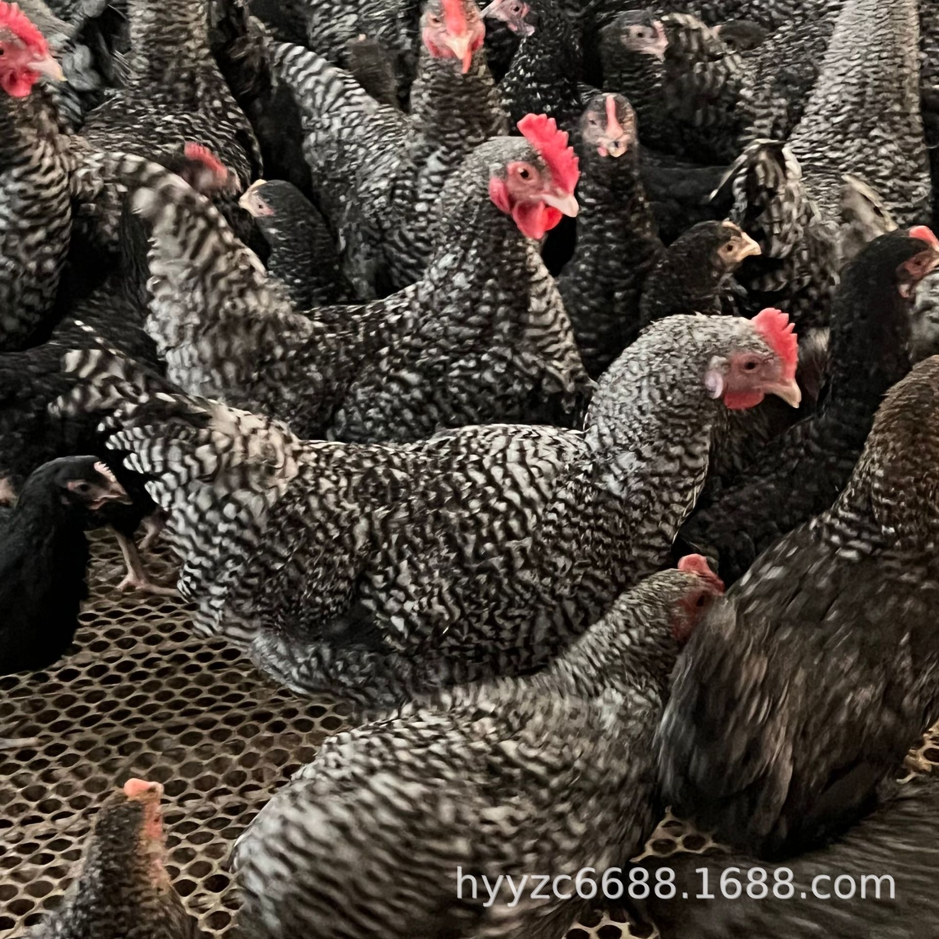 养殖场批发芦花鸡活苗脱温鸡苗成年芦花鸡活体散养芦花鸡种蛋价格