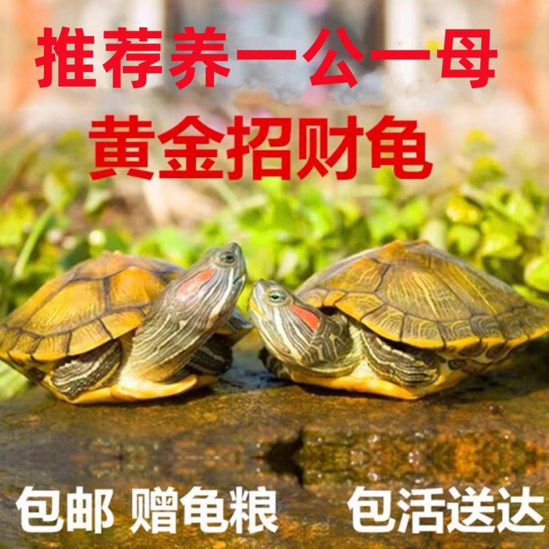 乌龟活物大巴西龟活体宠物龟长寿观赏龟绿色小彩龟水龟活物红耳龟
