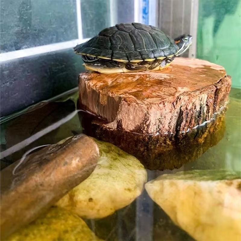 乌龟用品龙眼木爬台晒台爬坡龟缸造景龟箱龟用水位浮岛龟台晒背台
