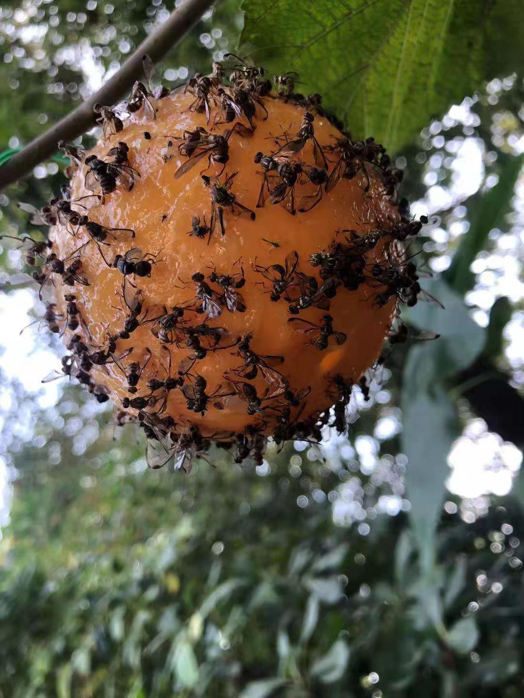 自产自销80粘虫球黄绿色诱蝇球诱杀大果实蝇瓜实蝇果树果园用