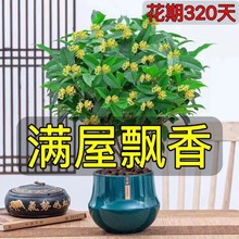 带花苞】四季桂花树好养浓香型盆栽阳台庭院金桂花卉老桩室内易活