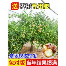 枣树苗活苗盆栽地栽南北方种植庭院当年结果特大嫁接沾化冬枣树苗