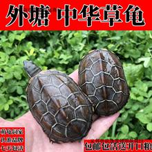 外塘纯种中华草龟安徽黑腹金线观赏水龟情侣墨龟宠物小龟活物
