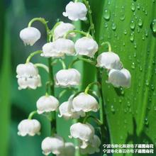 鲜花直发铃兰花盆栽带芽浓香型花卉阳台室内花卉耐寒当年开花四季