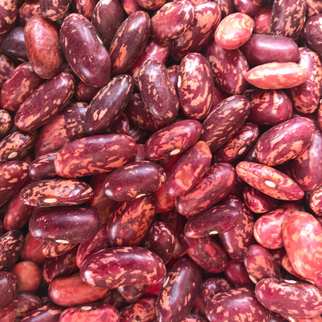 云南农家自种新货紫花芸豆 花豆 肾豆 红花豆 餐馆酒店特产批发