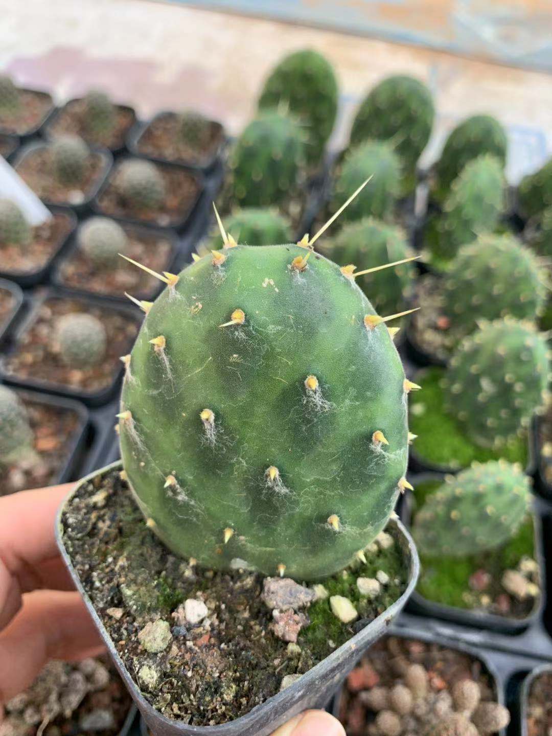 光山仙人球-光山仙人球厂家,品牌,图片,热帖-阿里巴巴