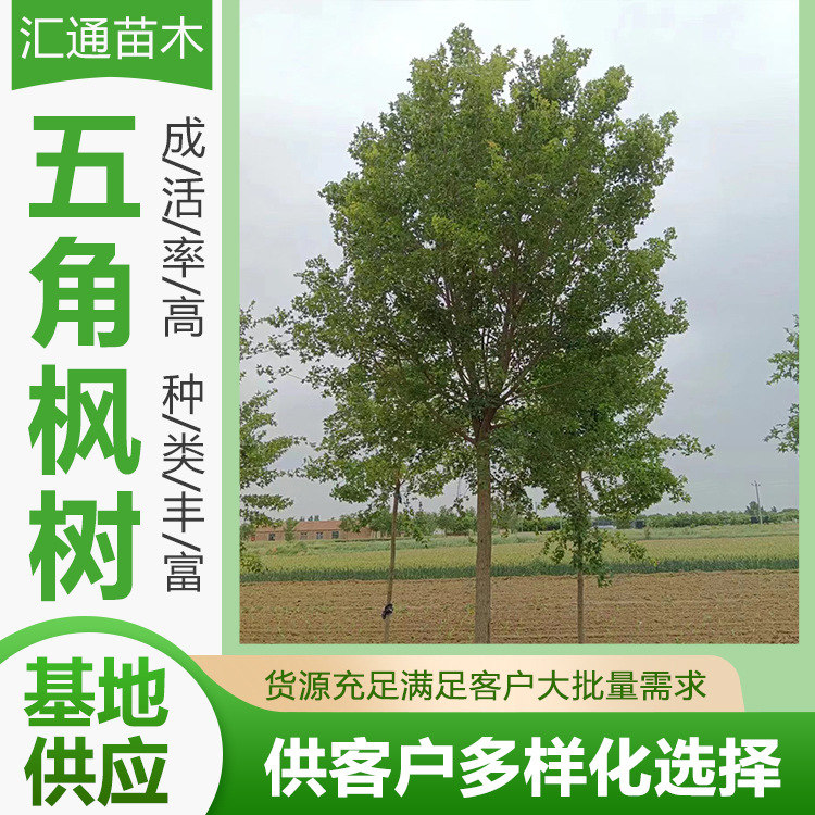 五角枫丛生五角枫绿色系园林绿化工程乔木树型优美风景树厂家供应