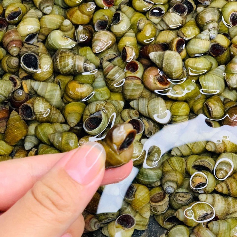 田螺批发活的田螺淡水现货鲜活包活精选吐沙无泥螺螺蛳肉包活活体