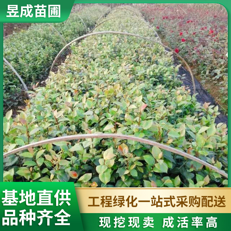 茶花苗带花苞浓香型庭院花苗室内外花卉植物耐寒灌木四季茶花苗木