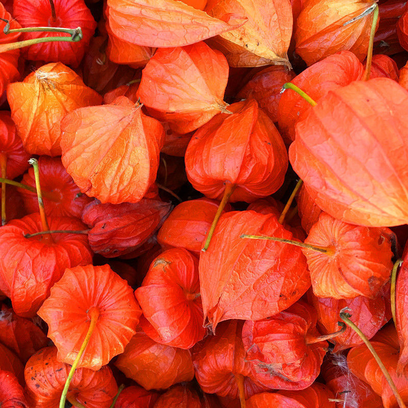 东北长白山红姑娘菇娘果锦灯笼苦姑娘山姑娘挂金灯皮果