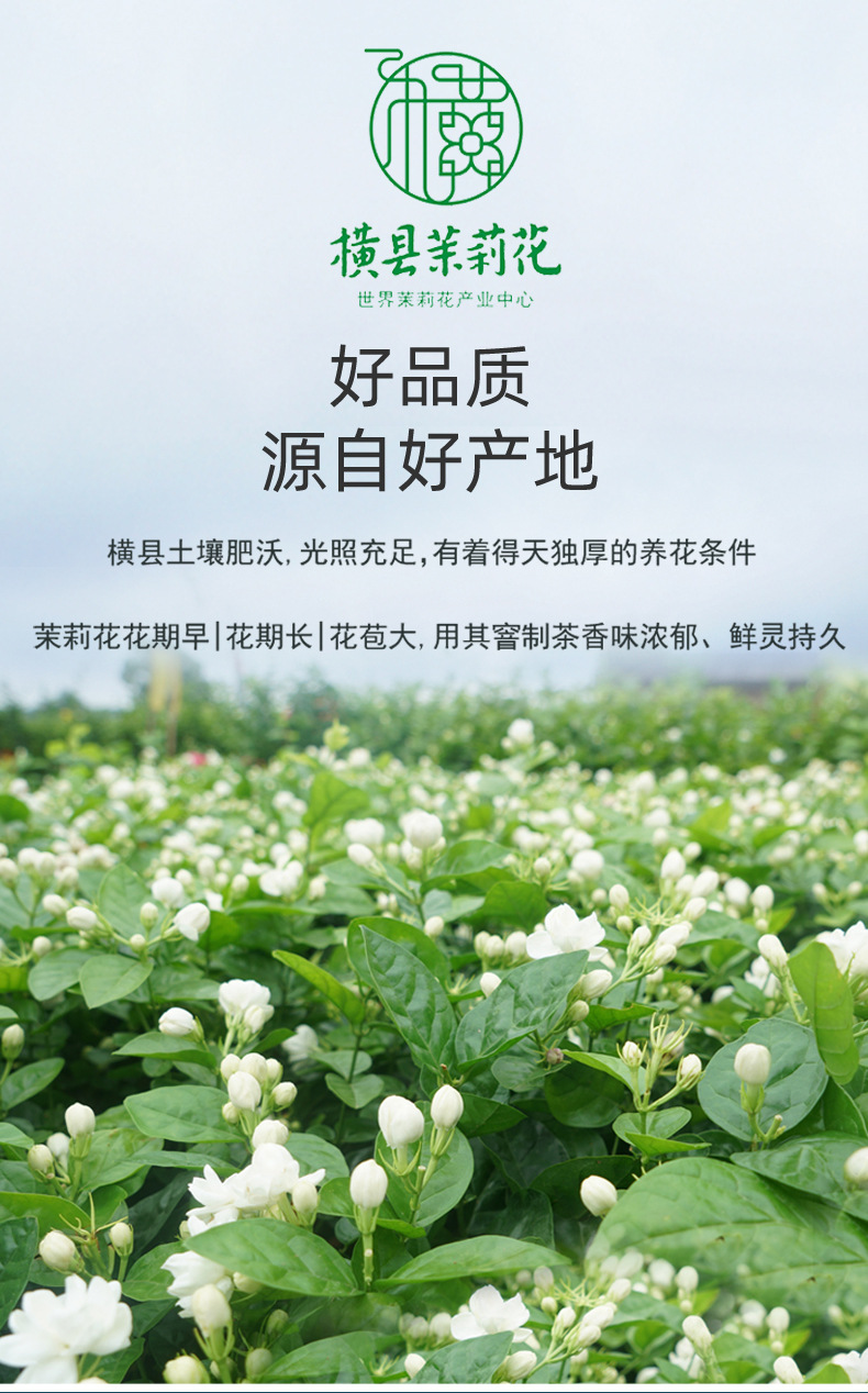 2021新茶广西横县茉莉花茶茉莉白玉螺茶叶浓香耐泡特级厂家批发