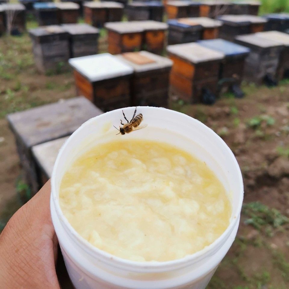 东北椴树蜂王浆蜂场直供蜂皇浆黑蜂新鲜速冻蜂王浆500克手挖批发