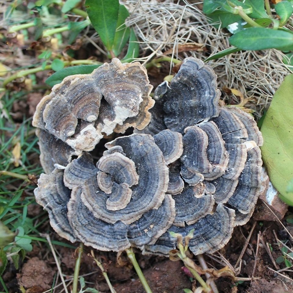 云灵芝 长白山云芝 黄云芝 云芝蘑 白底云芝清 青芝 灵芝