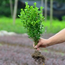 基地直销小叶黄杨苗瓜子黄杨苗法国冬青苗冬青苗金边黄杨庭院树苗