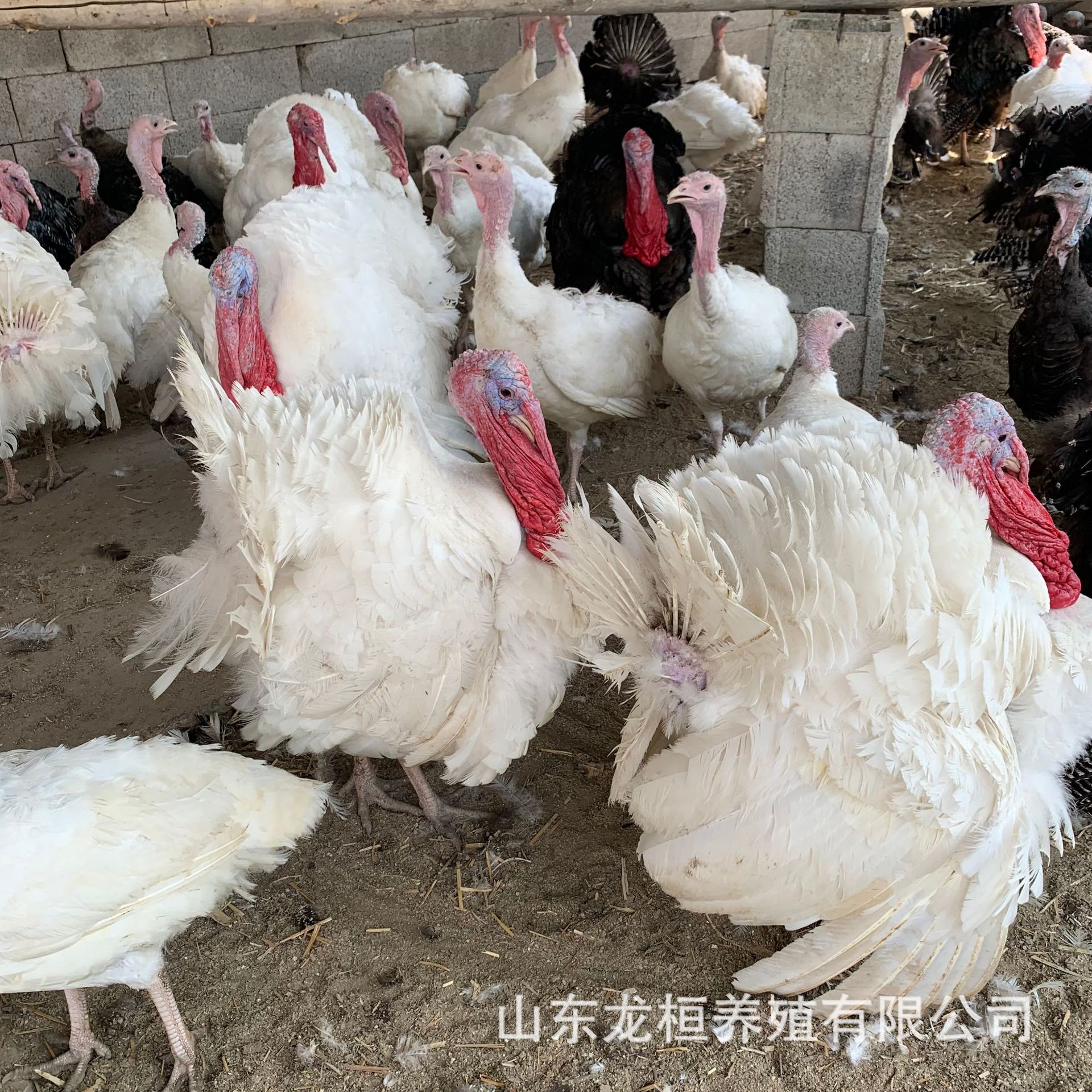 养殖场大量出售纯尼古拉火鸡鸡苗 脱温青年大型火鸡苗火鸡蛋价格