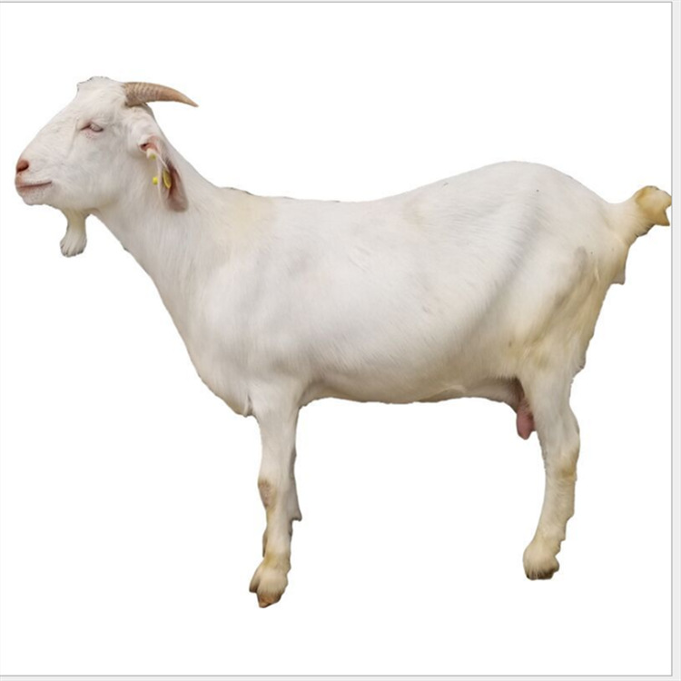 批发白山羊羊波尔山羊羔活体小羊苗提供技术