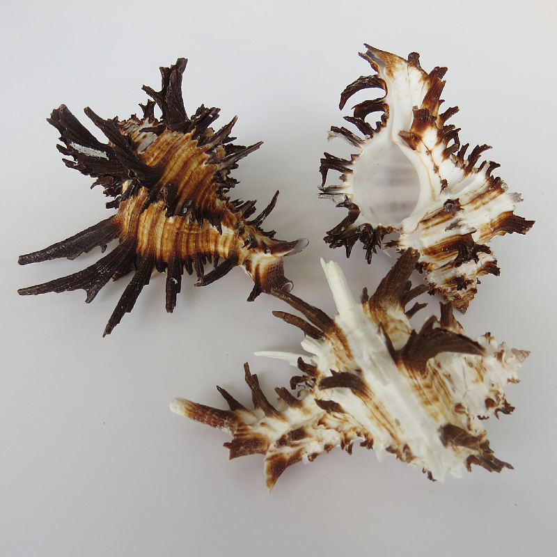 8-9cm黑骨千手螺收藏 千手海螺鱼缸装饰 自然海螺贝壳批发