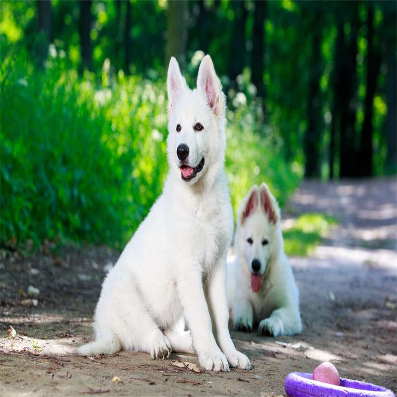 纯种短毛瑞士牧羊犬活体幼犬大型德牧狗白色小德牧活体幼崽宠物狗