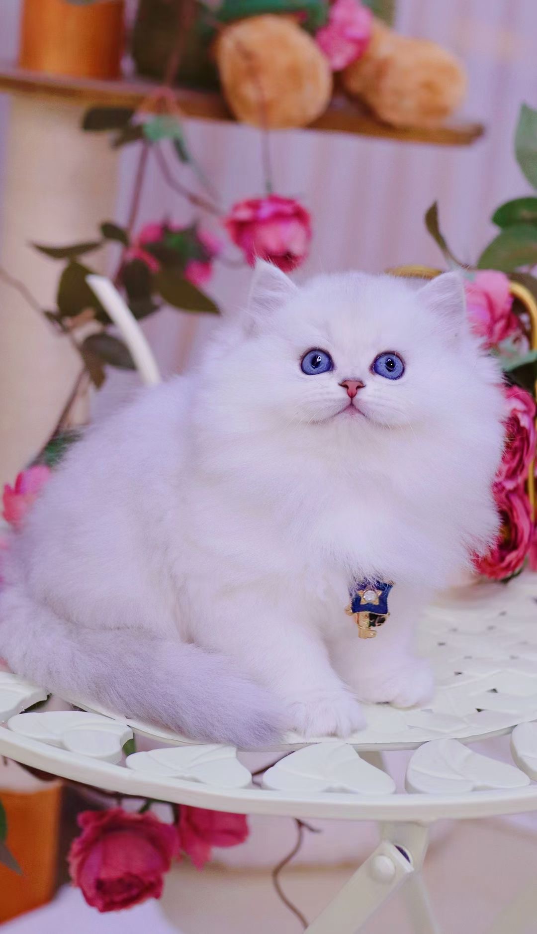 金吉拉宠物猫英短银渐层幼崽猫咪活体纯白幼猫活体纯种长毛波斯系