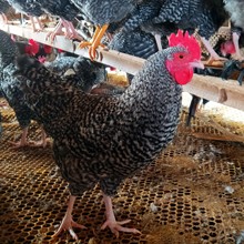 纯种芦花鸡包活小鸡活苗一斤汶上芦花鸡幼苗芦花鸡绿壳蛋鸡种蛋出